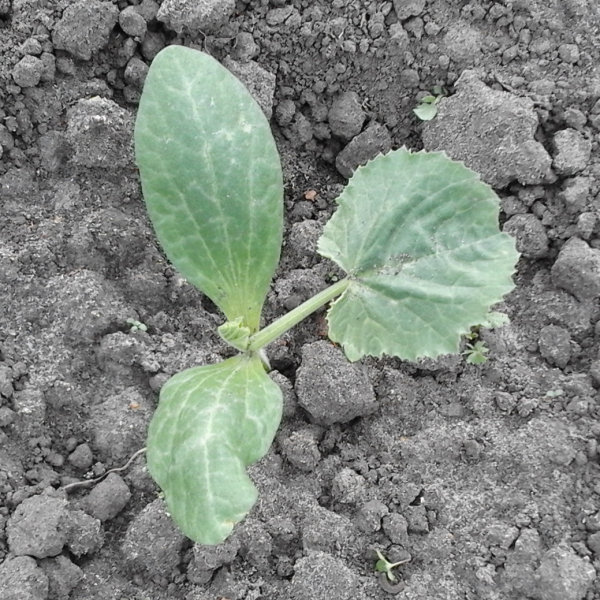 Courgetteplant dag 6