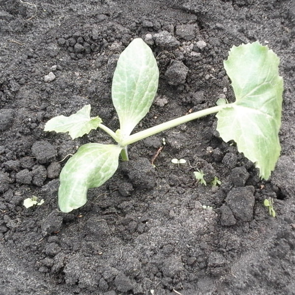 Courgetteplant dag 8