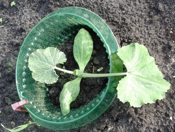 Courgetteplant dag 10