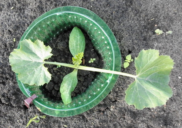 Courgetteplant dag 12