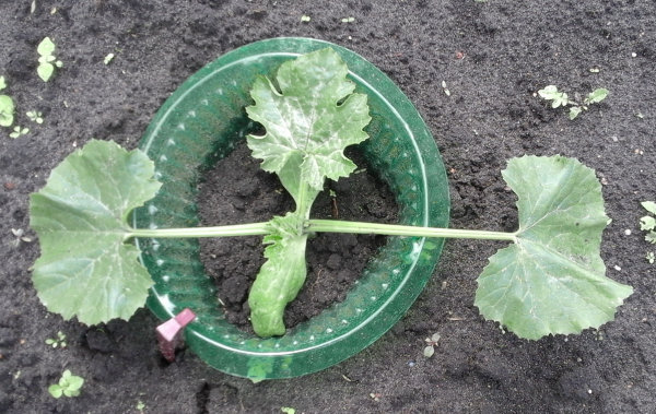 Courgetteplant dag 14
