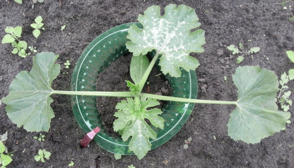 Courgetteplant dag 16