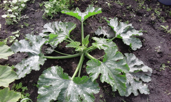 Courgetteplant dag 36