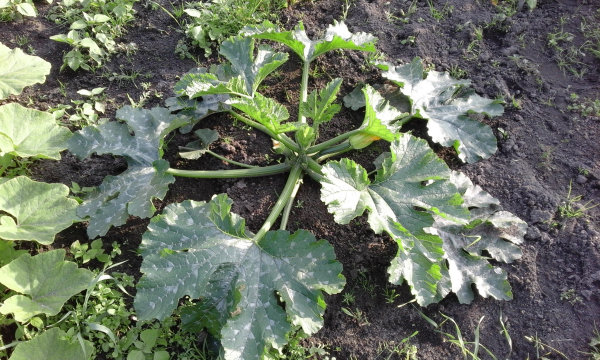Courgetteplant dag 37