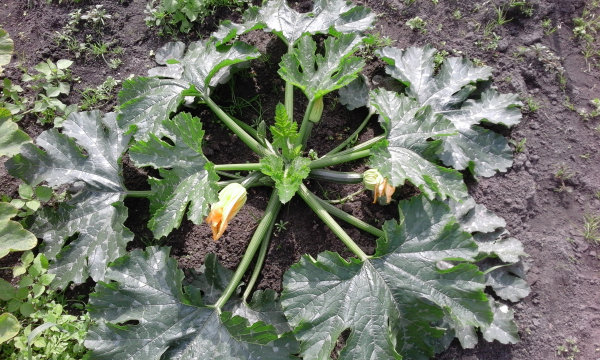 Courgetteplant dag 39