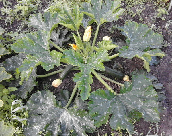 Courgetteplant dag 43