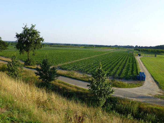 courgettekwekerij in Limburg