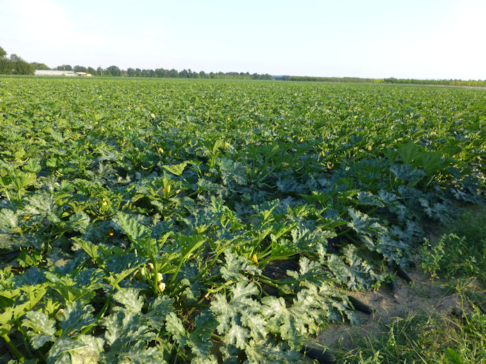 courgettekwekerij in Limburg