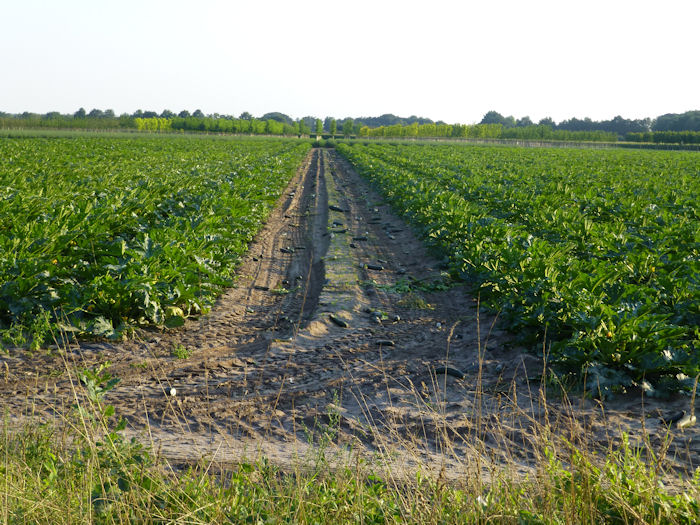 courgettekwekerij in Limburg