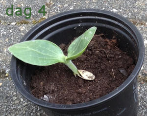 Courgetteplant dag 4