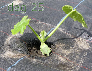 Courgetteplant dag 19