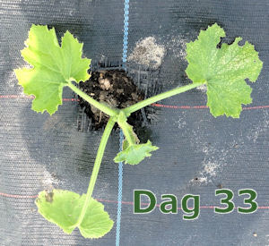 Courgetteplant dag 33