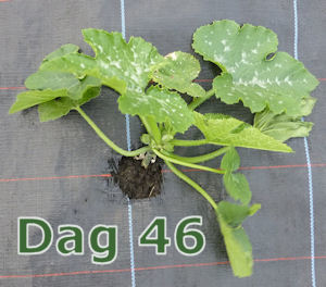 Courgetteplant dag 46