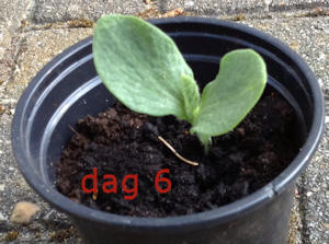 Hokkiado dag 6