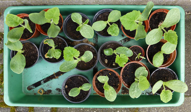 jonge plantjes 3 weken na zaaien