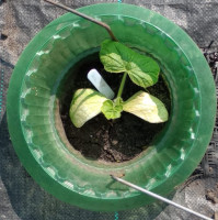 anti-slakkenkraag-groen met ribbels