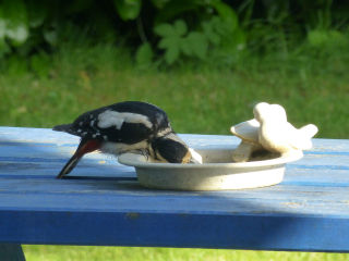 Specht drinkt uitq vogelbad in tuin
