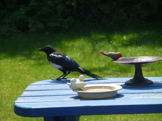 Een ekster op de tuintafel