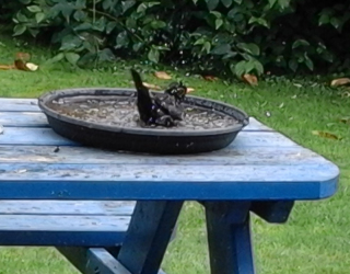 Specht bij vogelbad in tuin