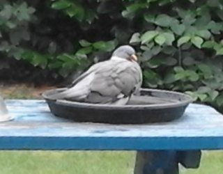 Specht drinkt uitq vogelbad in tuin